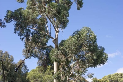 Eucalyptus saligna
